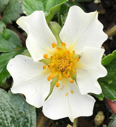 Beach Strawberry – live perennial, deer resistant