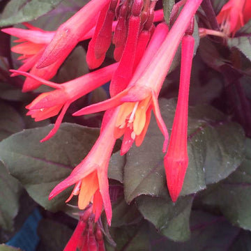 Fuchsia triphylla 'Gartenmeister Bonstedt' – Honeysuckle Fuchsia