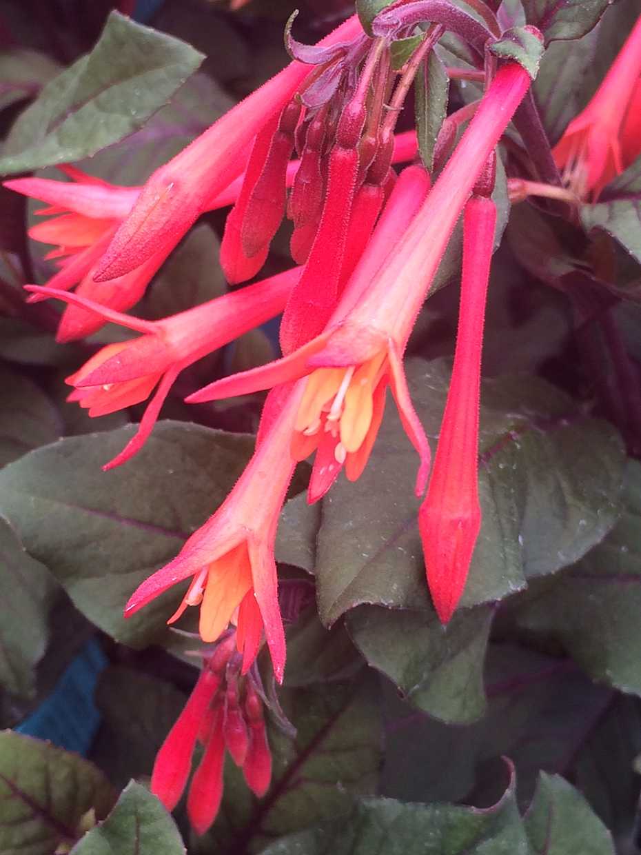 Fuchsia triphylla 'Gartenmeister Bonstedt' – Honeysuckle Fuchsia