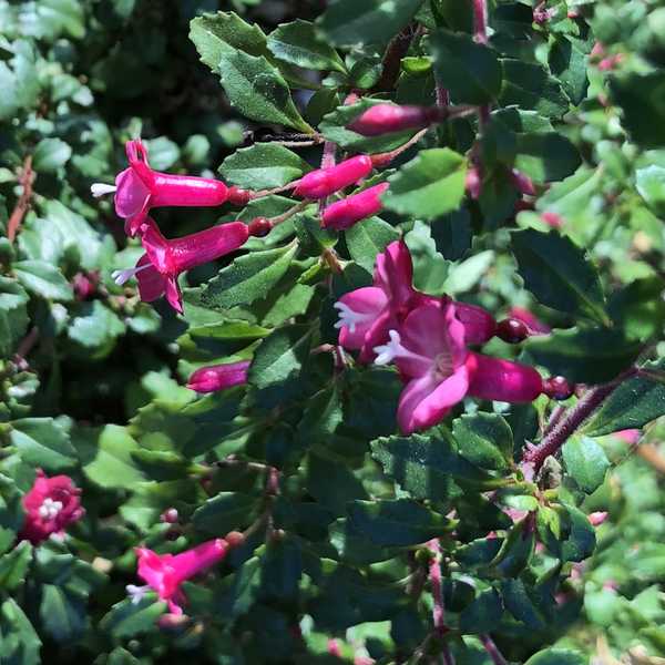 Fuchsia thymifolia – Thyme-Leaved Fuchsia