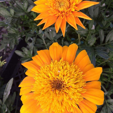 Gazania 'SunBathers Nahui' – Treasure Flower