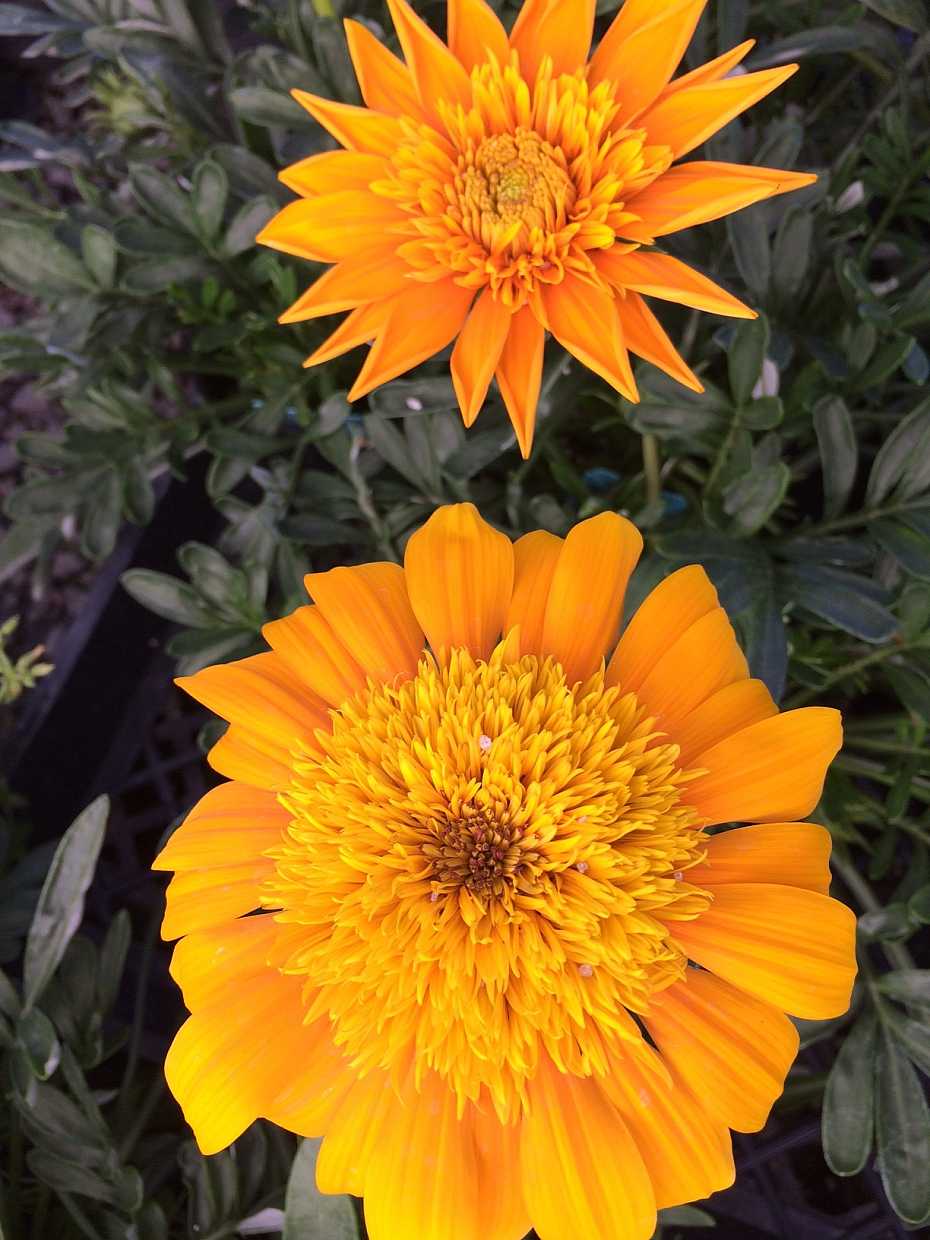 Gazania 'SunBathers Nahui' – Treasure Flower