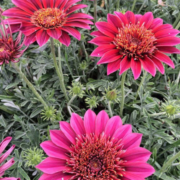 GAZANIA SunBathers 'Otomi' (Treasure Flower)