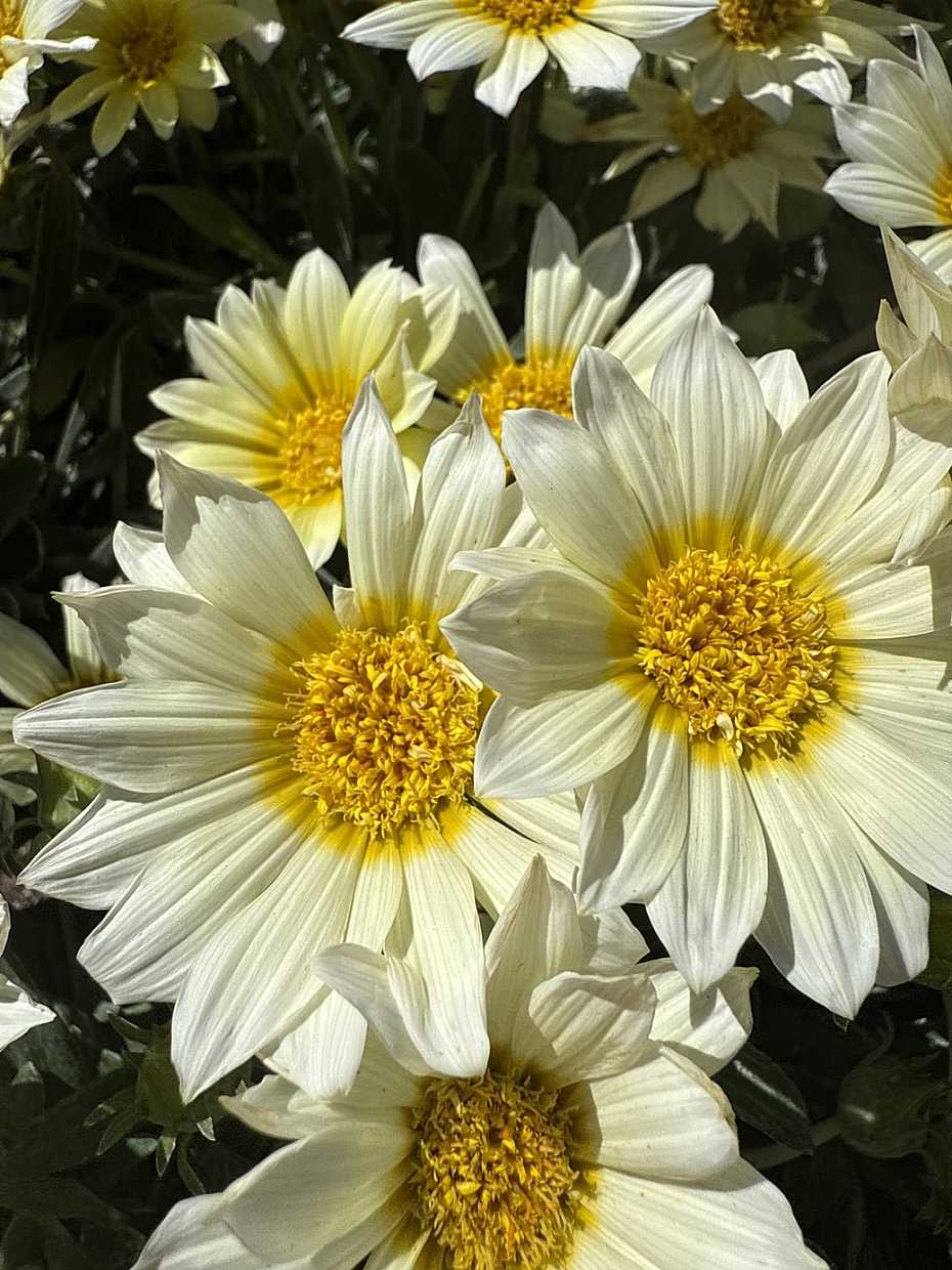 Gazania 'Sun Love' – Treasure Flower, African Daisy