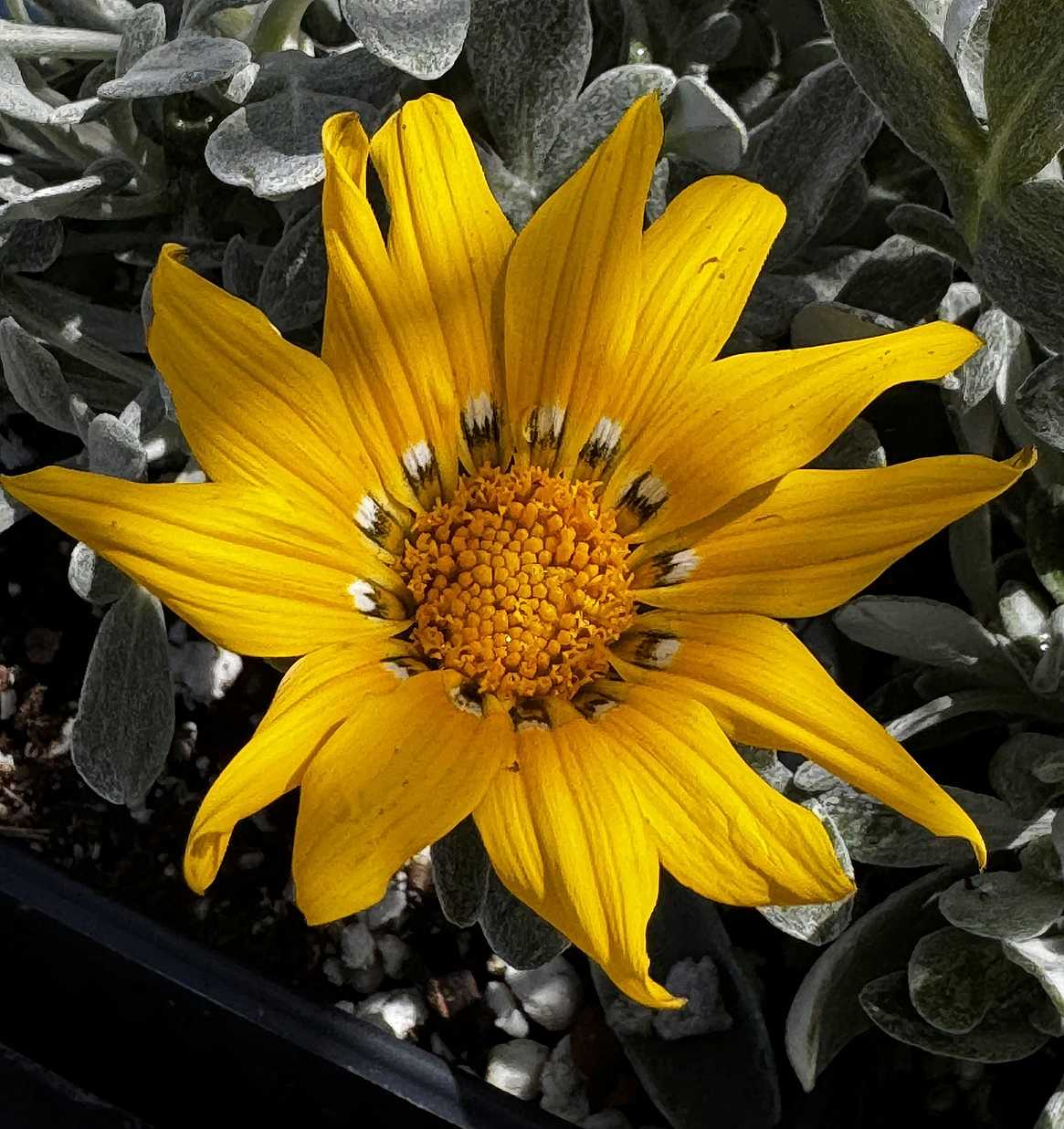 Gazania tomentosa – Silver Leaf Gazania