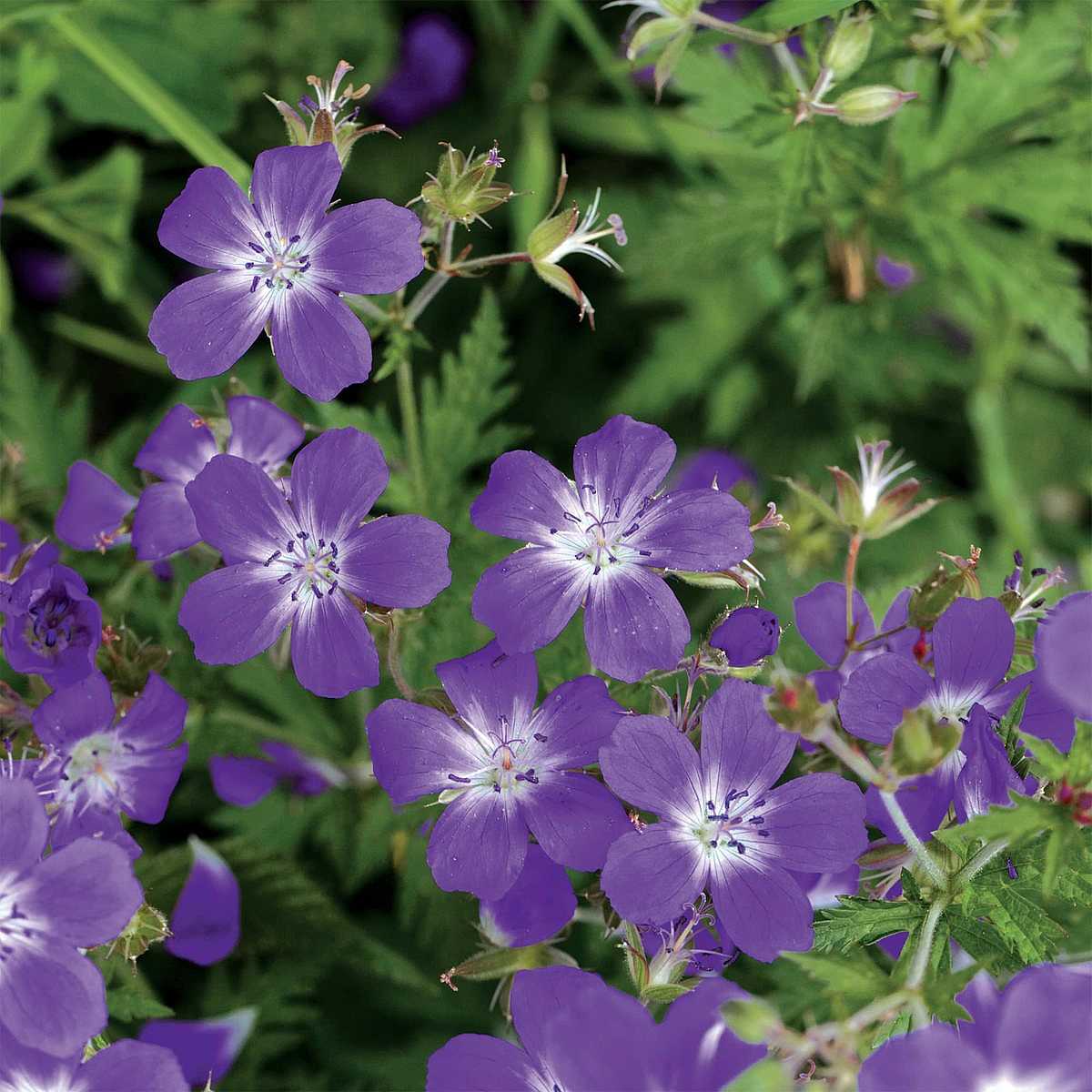 Geranium sylvaticum 'Amy Doncaster' – Wood Cranesbill