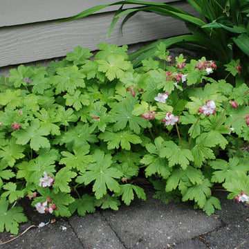 GERANIUM macrorrhizum 'Album' (Available Now)