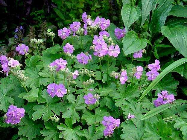 Geranium x cantabrigiense 'Cambridge Blue' – Crane's Bill