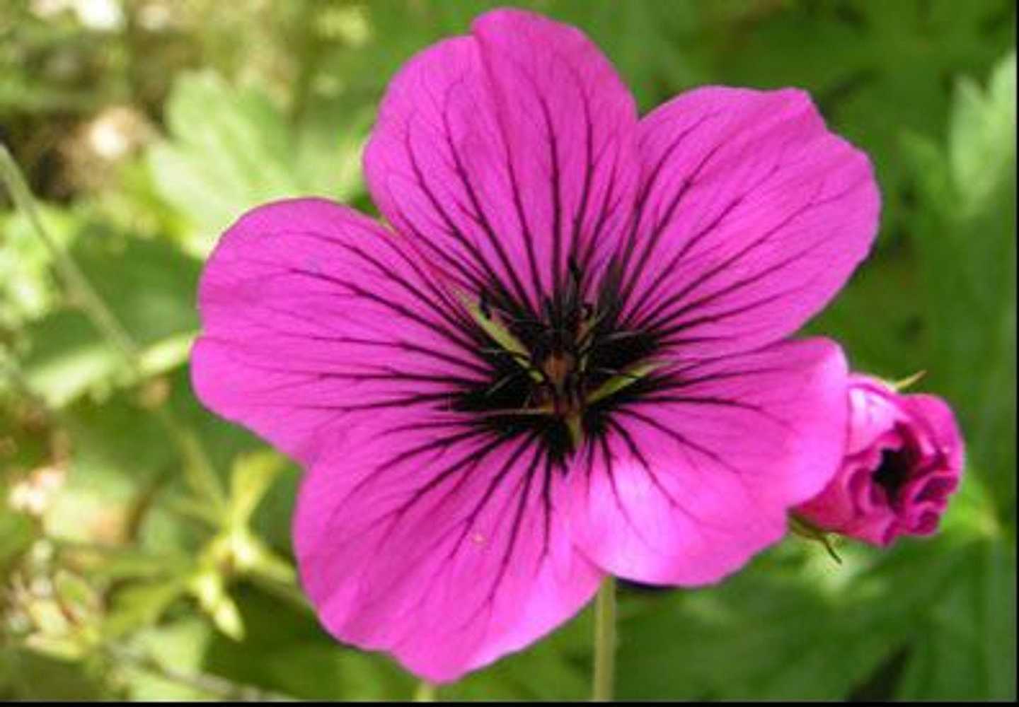 Geranium 'Patricia' – Crane's Bill