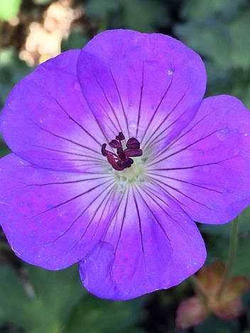 Geranium 'Rozanne' – Hybrid Crane's Bill