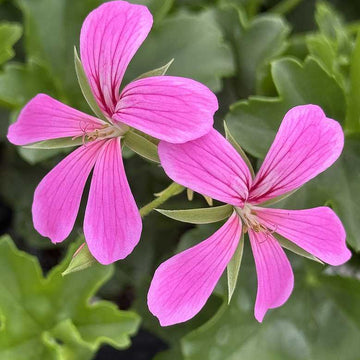 Pelargonium peltatum 'Cascade Ville de Paris Lilac' – Ivy Geranium