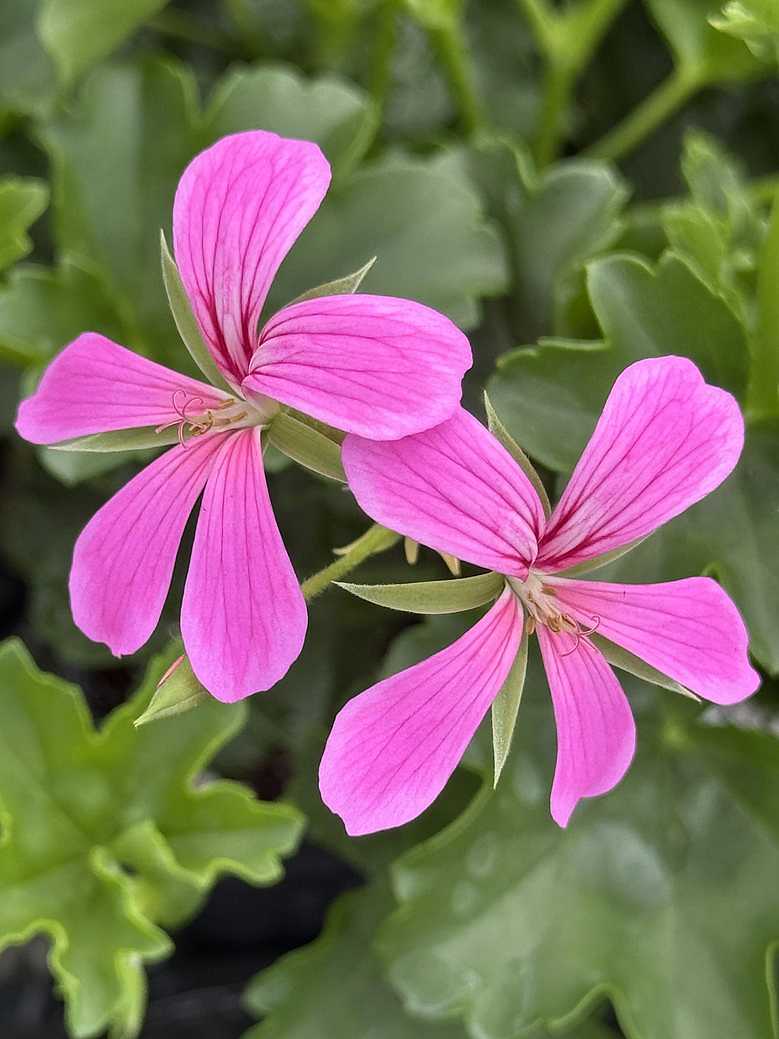 Pelargonium peltatum 'Cascade Ville de Paris Lilac' – Ivy Geranium