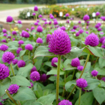 GOMPHRENA hybrida Pinball 'Purple' (syn. G. globosa Pinball 'Purple') (Bachelor's Button, Globe Amaranth, Globe Flower)