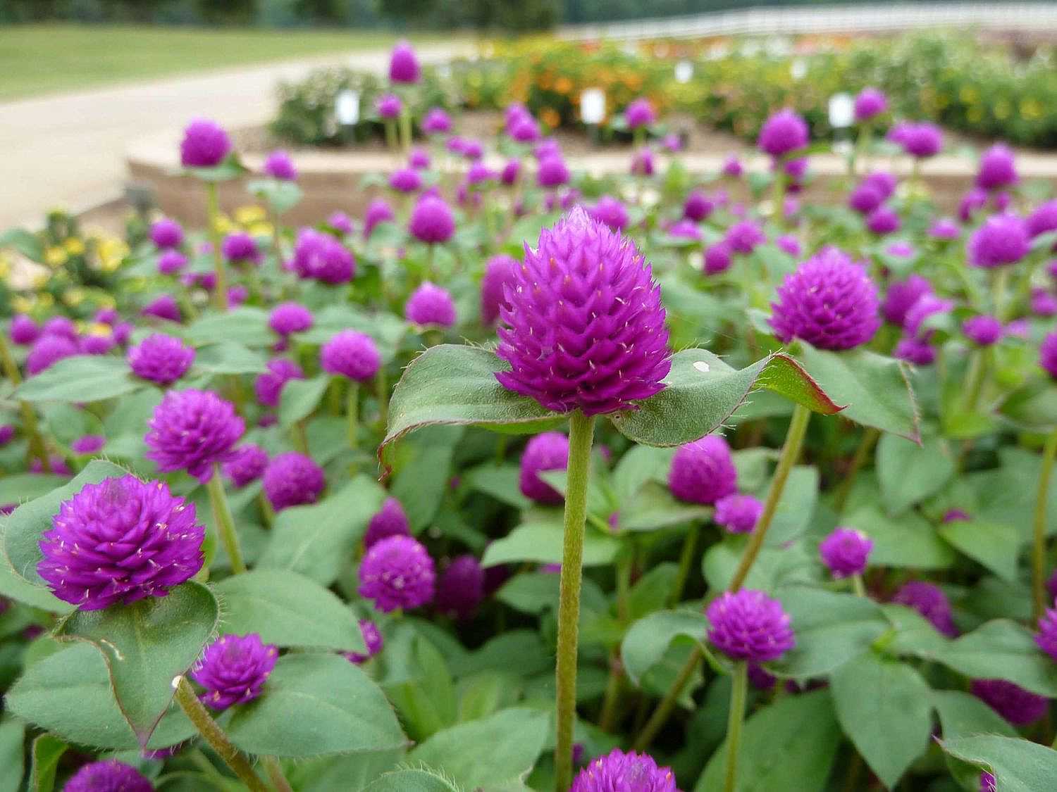 GOMPHRENA hybrida Pinball 'Purple' (syn. G. globosa Pinball 'Purple') (Bachelor's Button, Globe Amaranth, Globe Flower)