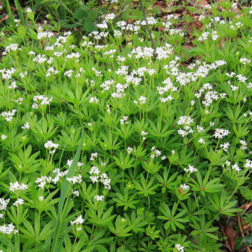Galium odoratum – Sweet Woodruff