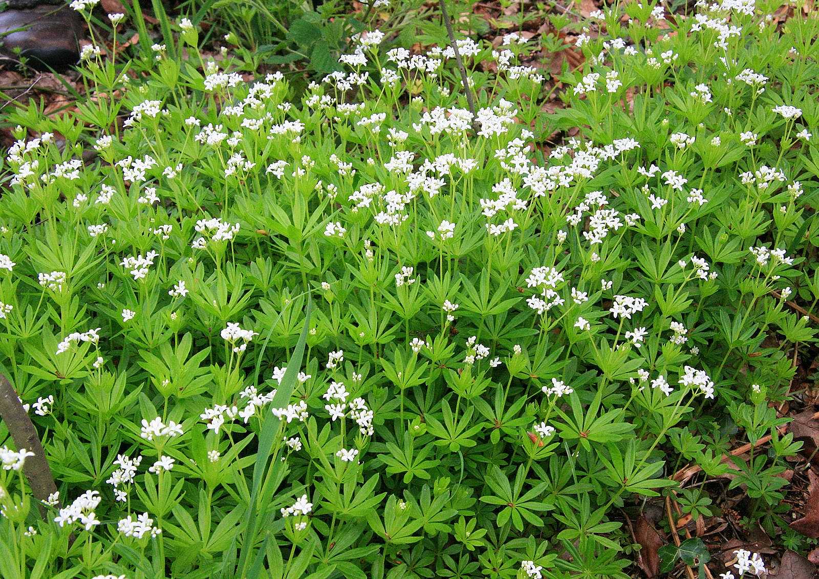 Galium odoratum – Sweet Woodruff
