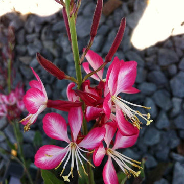 Gaura lindheimeri 'Rosy Jane' – Beeblossom