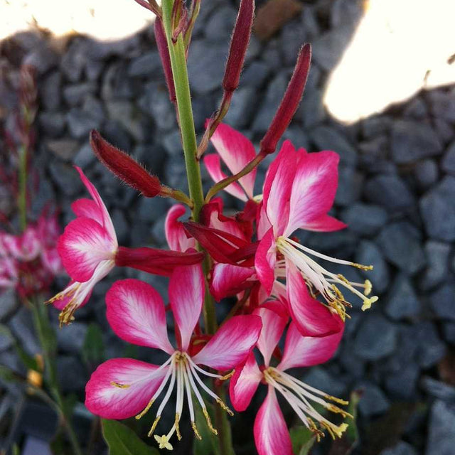 Gaura lindheimeri 'Rosy Jane' – Beeblossom