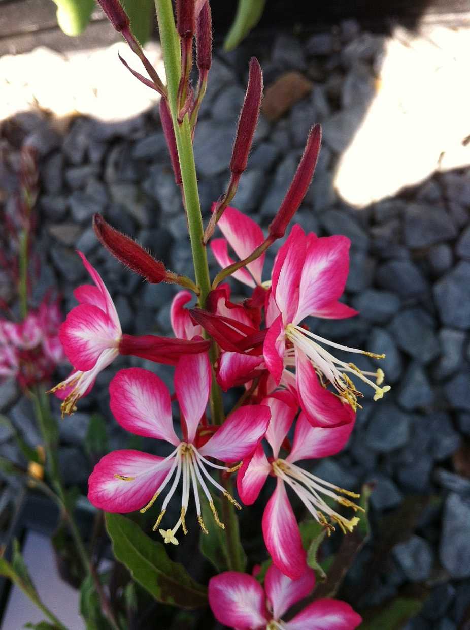 Gaura lindheimeri 'Rosy Jane' – Beeblossom