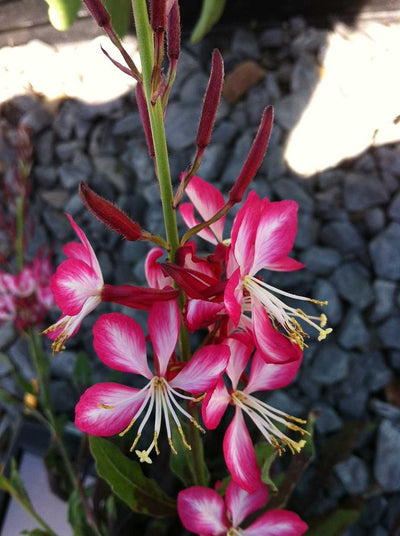 Gaura lindheimeri 'Rosy Jane' – Beeblossom