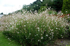 Gaura lindheimeri 'Whirling Butterflies' – Beeblossom