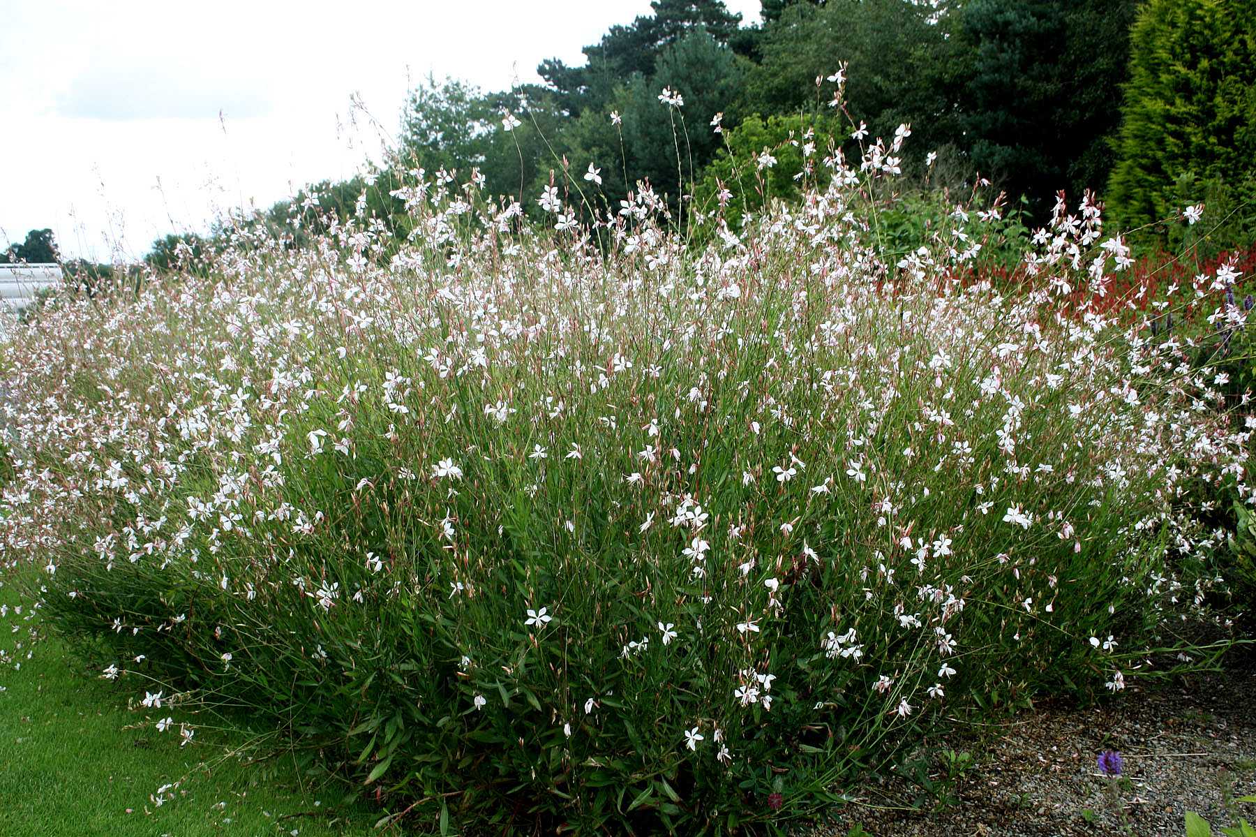 Gaura lindheimeri 'Whirling Butterflies' – Beeblossom