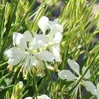 Gaura lindheimeri Ballerina White – Beeblossom
