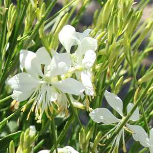 Gaura lindheimeri Ballerina White – Beeblossom