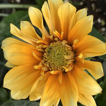 Gazania 'SunBathers Cremazu' – Treasure Flower