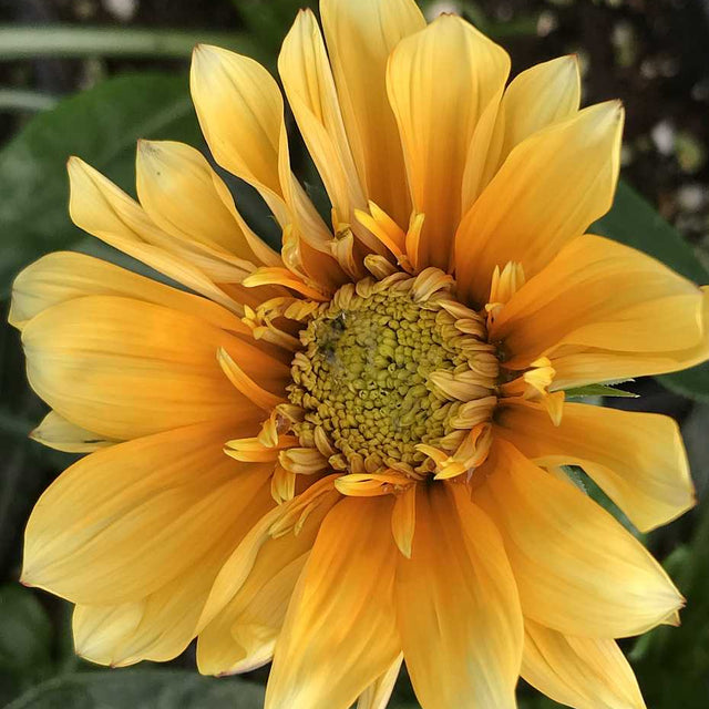Gazania 'SunBathers Cremazu' – Treasure Flower
