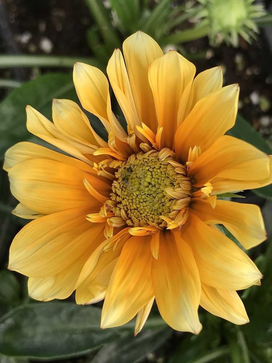 Gazania 'SunBathers Cremazu' – Treasure Flower
