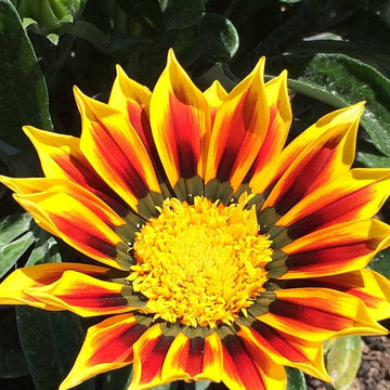 Gazania 'SunBathers Totonaca' – Treasure Flower