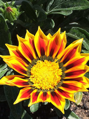 Gazania 'SunBathers Totonaca' – Treasure Flower