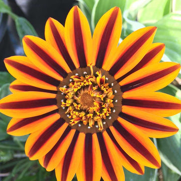 Gazania 'SunBathers Tikal' – Treasure Flower