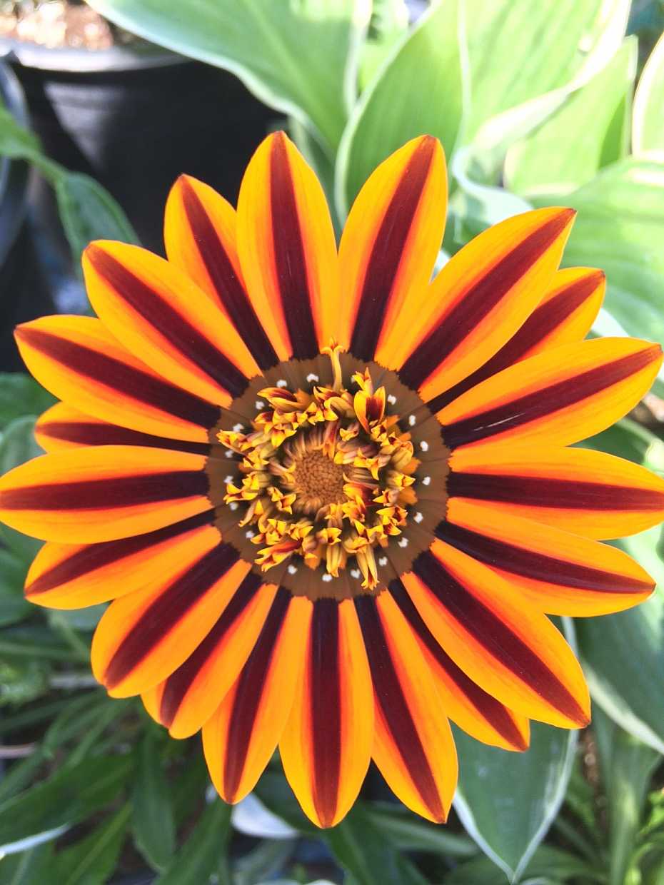 Gazania 'SunBathers Tikal' – Treasure Flower
