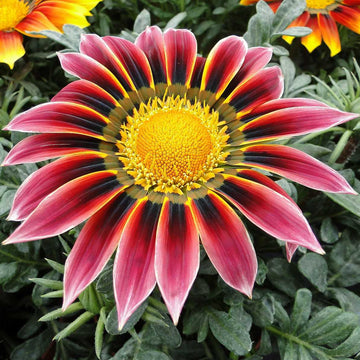 GAZANIA rigens 'Giant Violet Bicolor' (Treasure Flower, African Daisy)