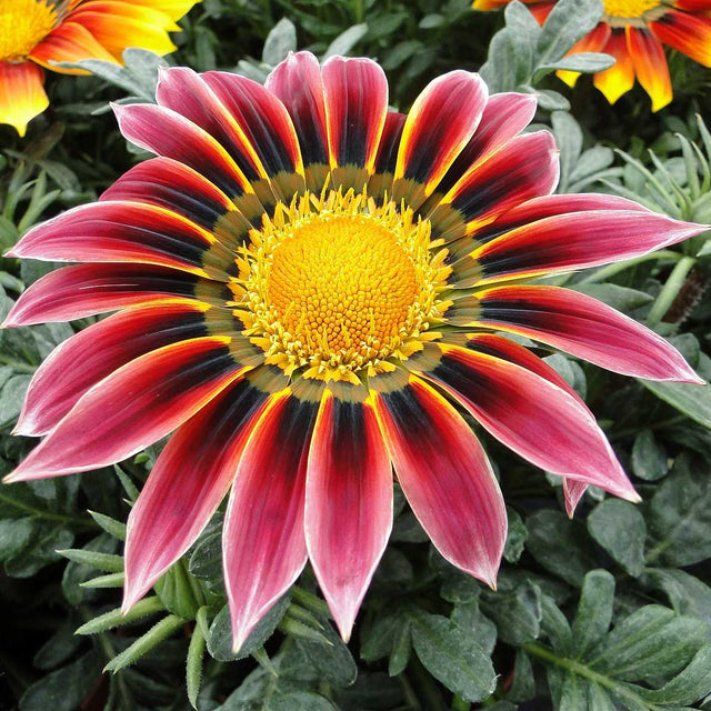 Gazania rigens 'Giant Violet Bicolor' – Treasure Flower