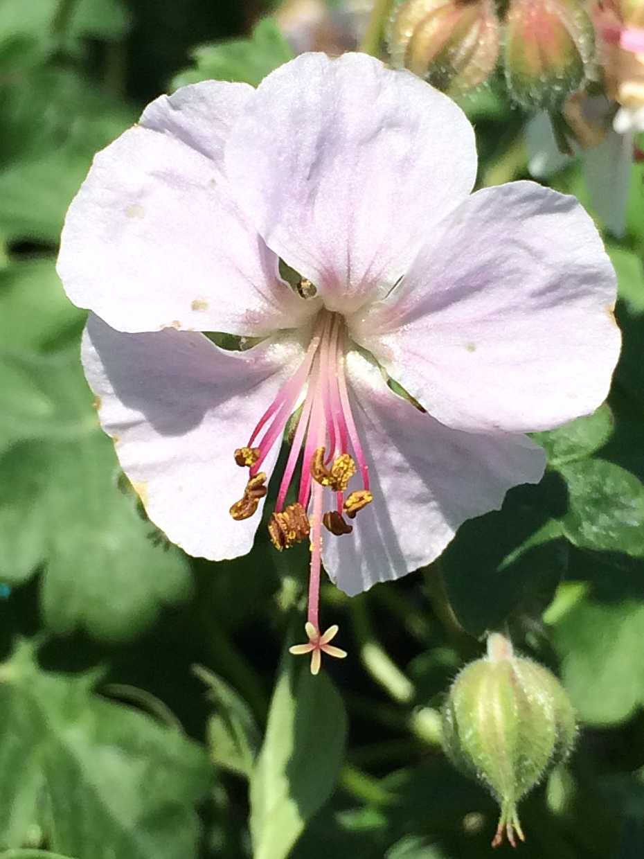 GERANIUM x cantabrigiense 'Biokovo' (Available Now)