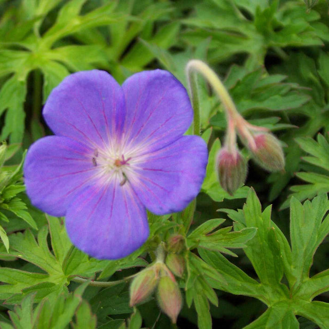 Geranium 'Brookside' – Crane's Bill
