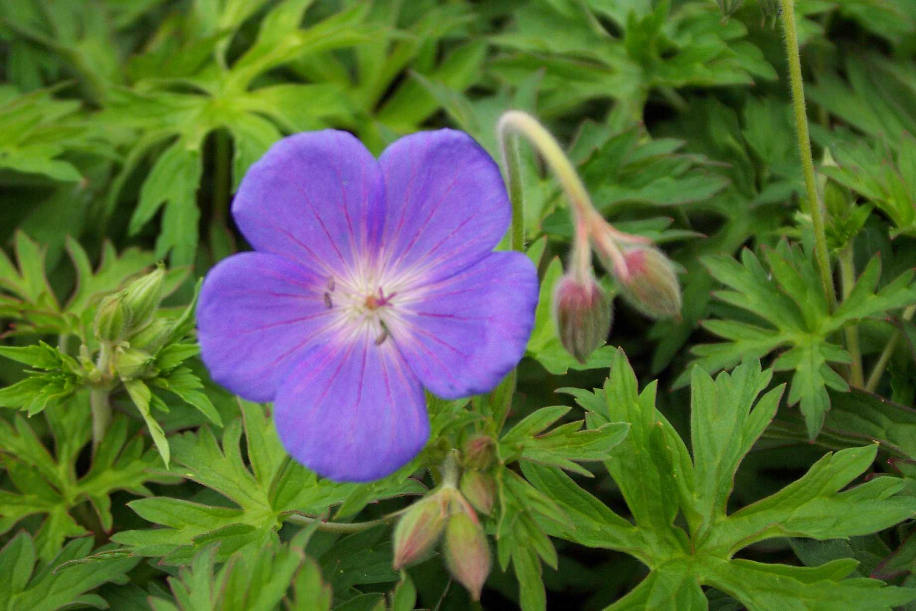 Geranium 'Brookside' – Crane's Bill