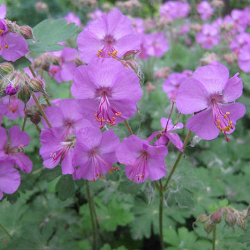 GERANIUM x cantabrigiense 'Karmina' (Available Now)