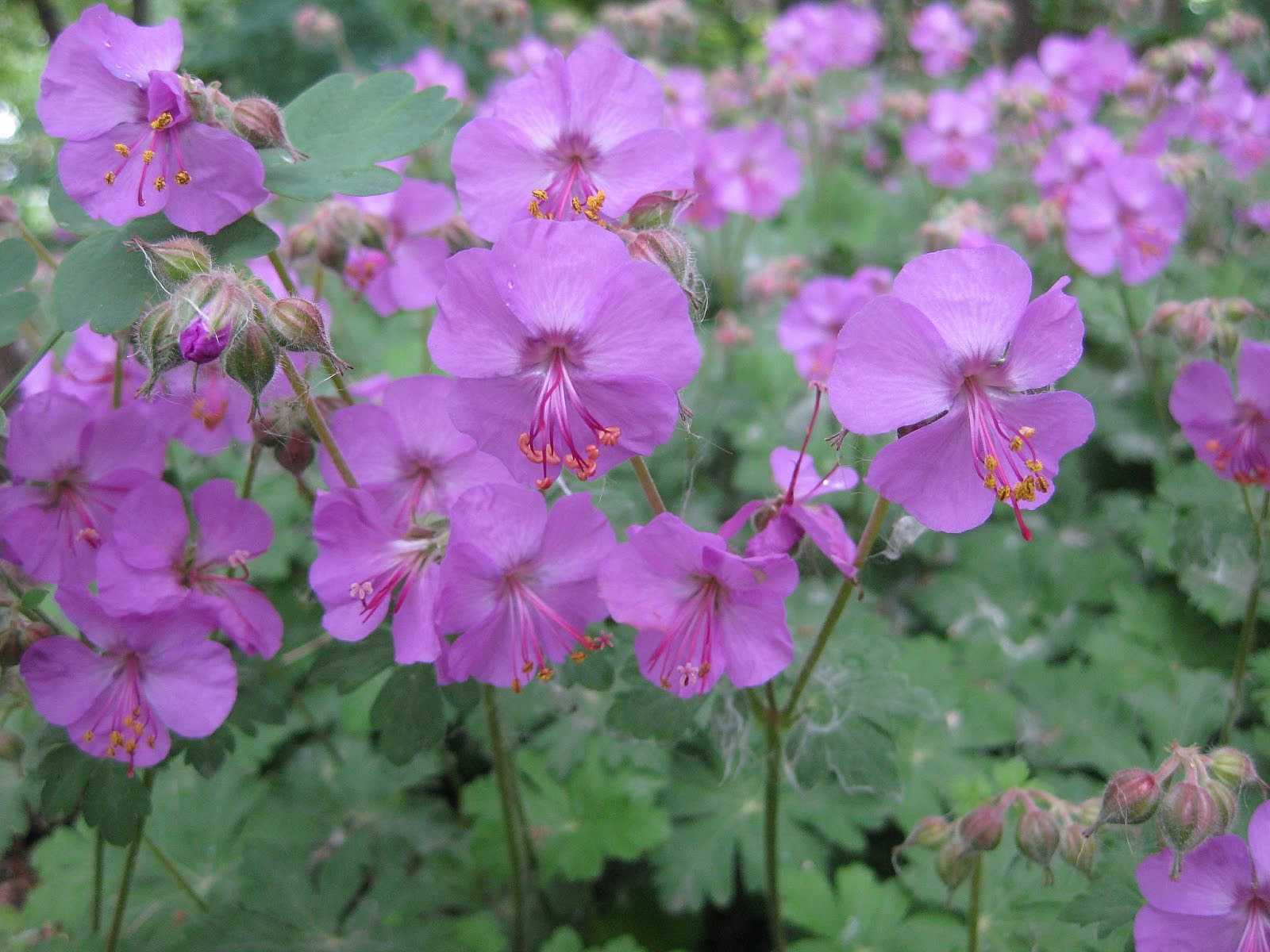GERANIUM x cantabrigiense 'Karmina' (Available Now)