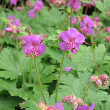 Geranium macrorrhizum – Big Root Geranium