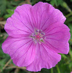 Geranium sanguineum – Bloody Crane's Bill