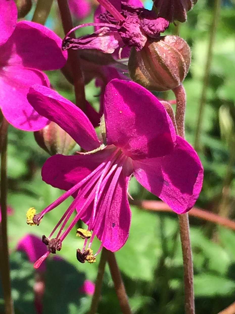 Geranium x cantabrigiense 'Crystal Rose' – Crane's Bill