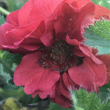 Geum 'Double Bloody Mary' – Grecian Rose, Avens