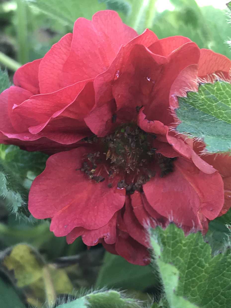 Geum 'Double Bloody Mary' – Grecian Rose, Avens