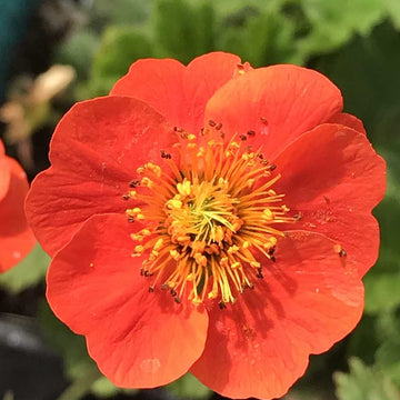 Geum coccineum 'Koi' – Dwarf Grecian Rose, Avens