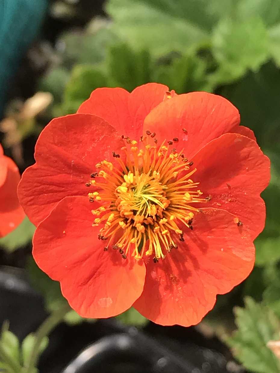 Geum coccineum 'Koi' – Avens