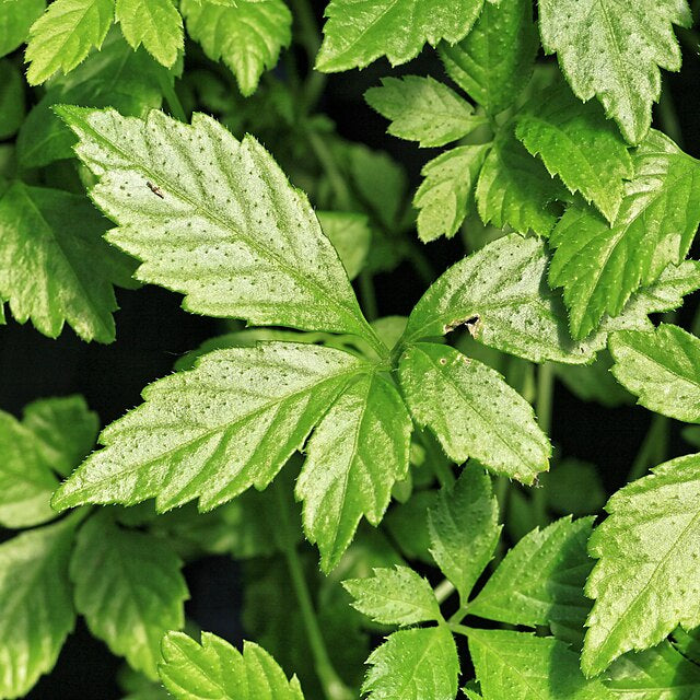 Gynostemma pentaphyllum 'Jiaogulan'